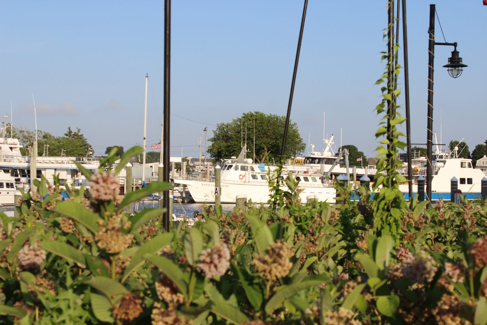 Boats in Hyannis Harbor seen through milkweed